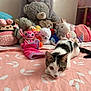 Aura a rejoint le concours — aidez-le/la à gagner de superbes lots ! cat, kitten, bed, pink, stuffed_animals, toys, bunny, teddy_bear, unicorn, plush, indoor, curious, crouching, playful, animal, pet, feline, cute, closeup, bedspread