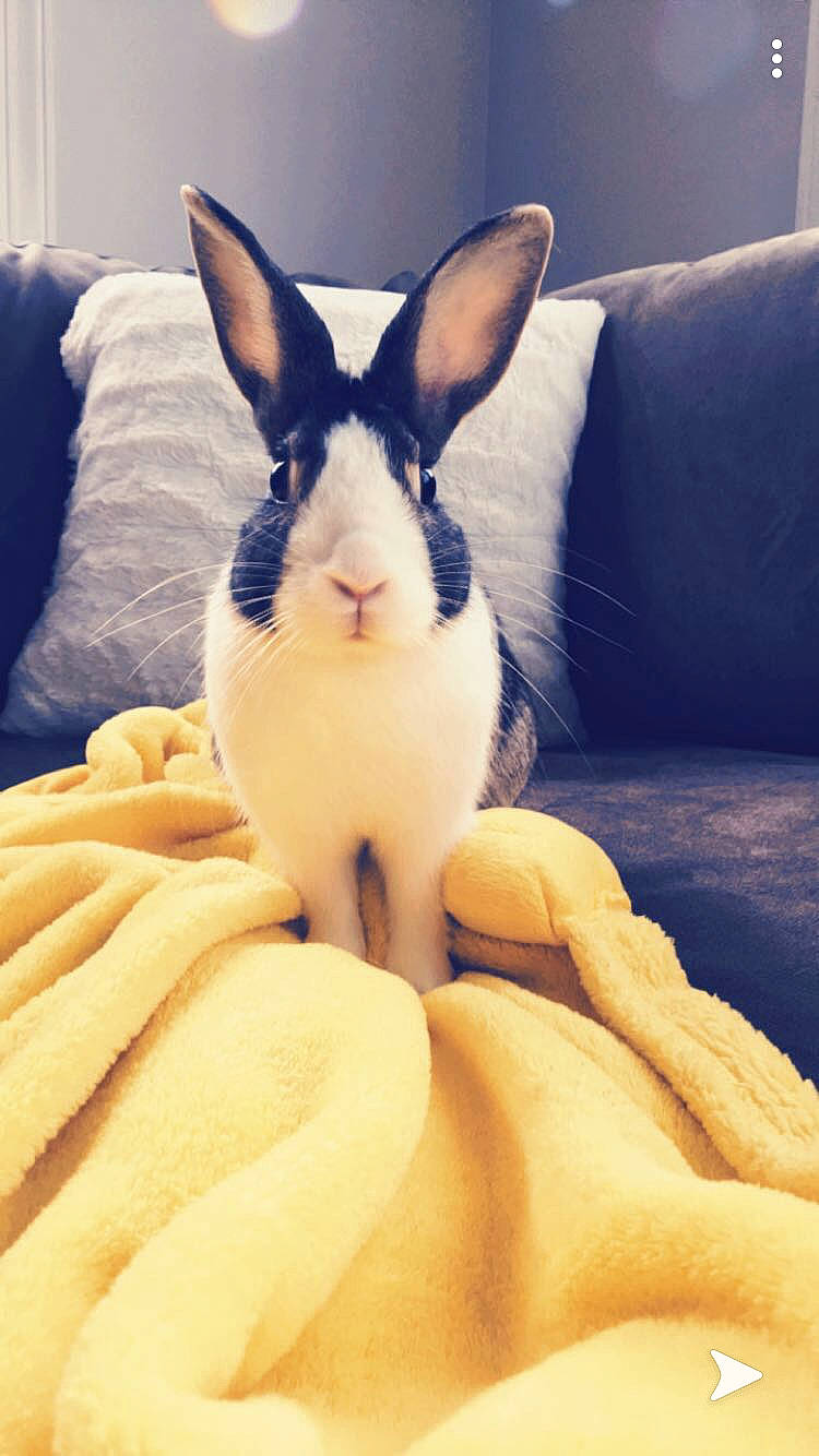 Elmer is registered to the contest to win money with this photo: domestic_rabbit, ear, fawn, hare, rabbit, rabbits_and_hares, skin, snout, whiskers