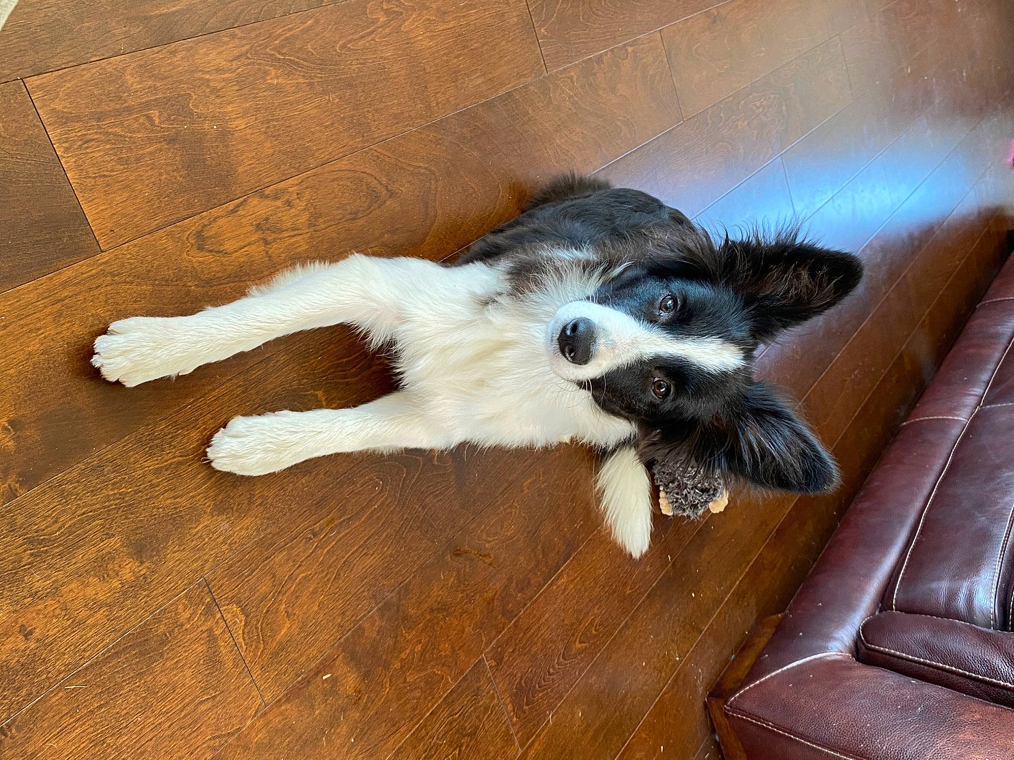Lacey is registered to the contest to win money with this photo: border_collie, canidae, carnivore, companion_dog, dog, dog_breed, floor, flooring, mammal, paw, sporting_group, tail