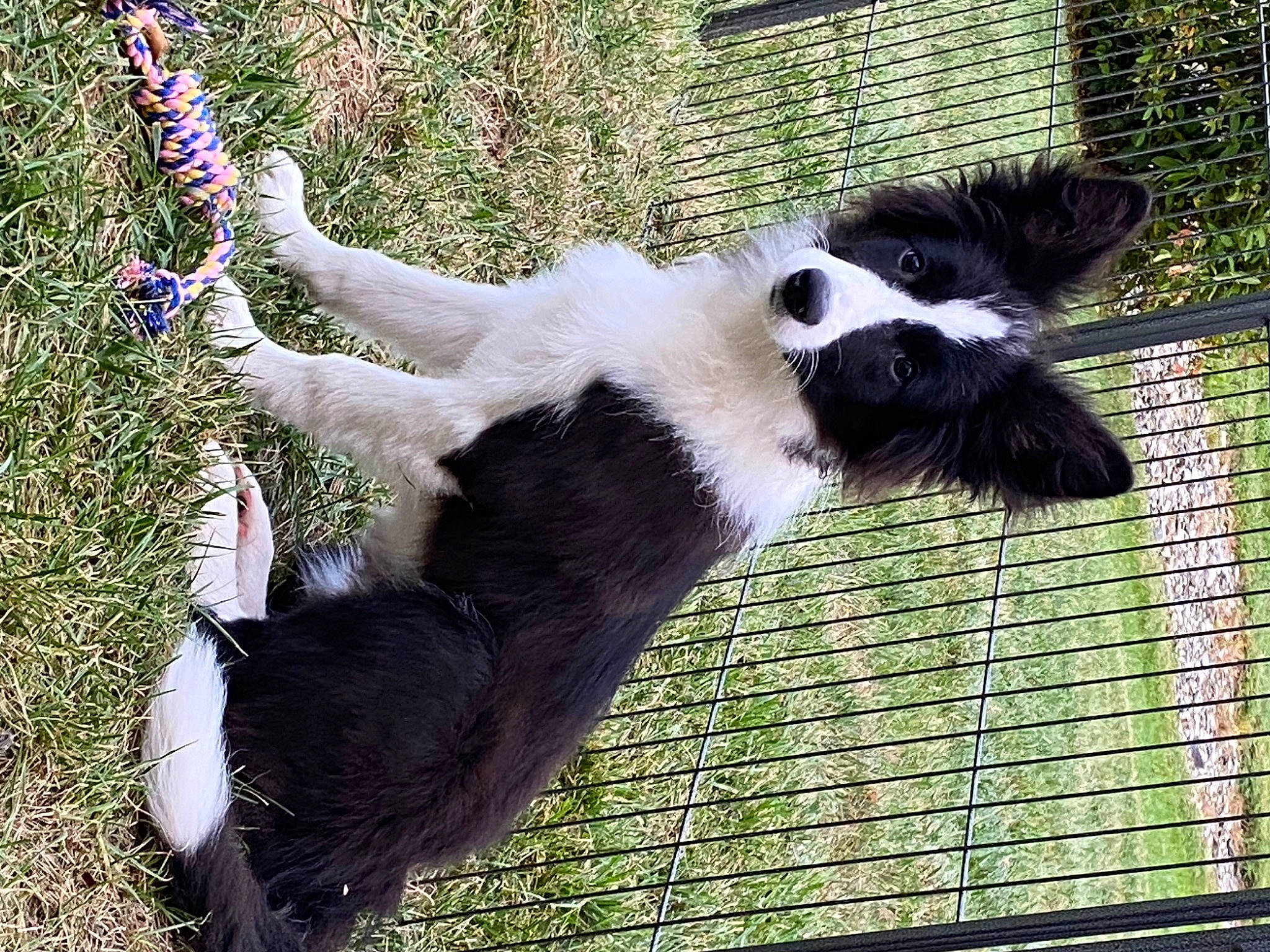 Lacey is registered to the contest to win money with this photo: border_collie, canidae, carnivore, companion_dog, dog, dog_breed, mammal, sporting_group, stabyhoun, tail, vertebrate