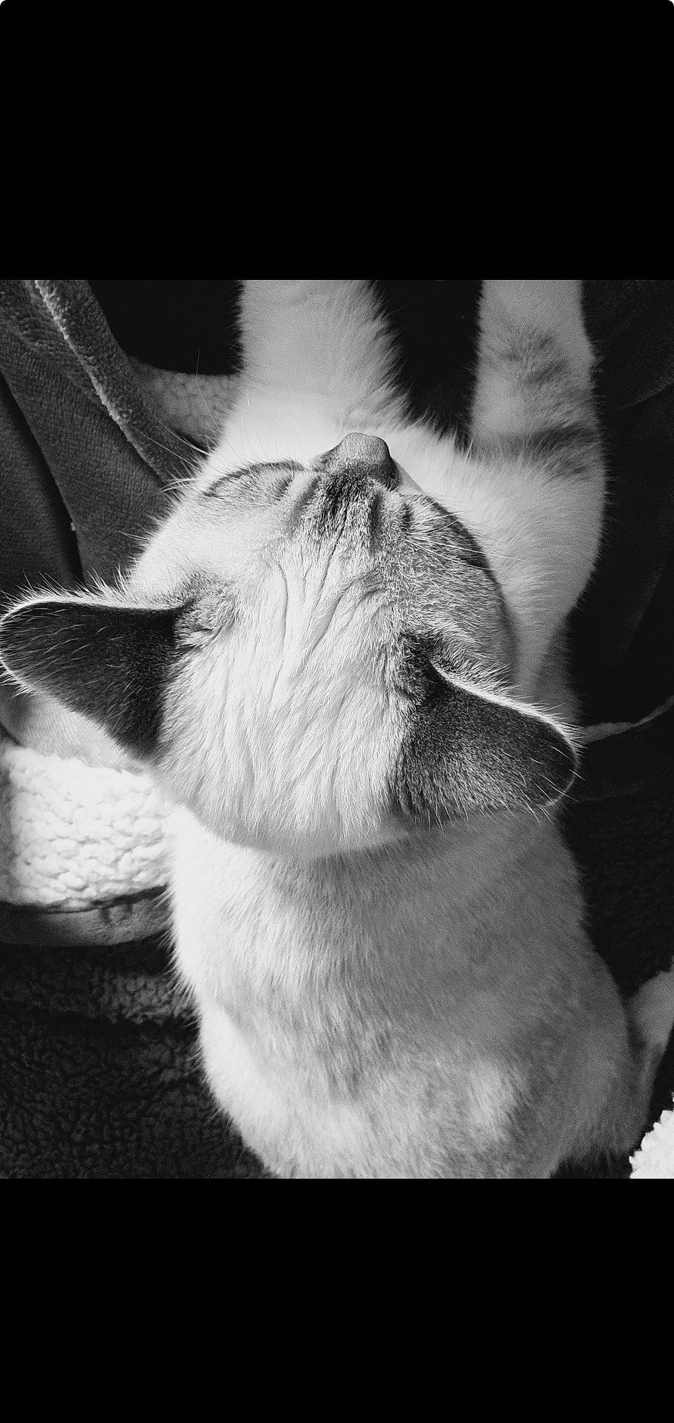 Rosa a rejoint le concours — aidez-le/la à gagner de superbes lots ! carnivore, dog, dog_breed, ear, eye, felidae, fur, gesture, head, human_body, monochrome, monochrome_photography, paw, small_to_medium_sized_cats, snout, still_life_photography, terrestrial_animal, whiskers, working_animal, wrinkle