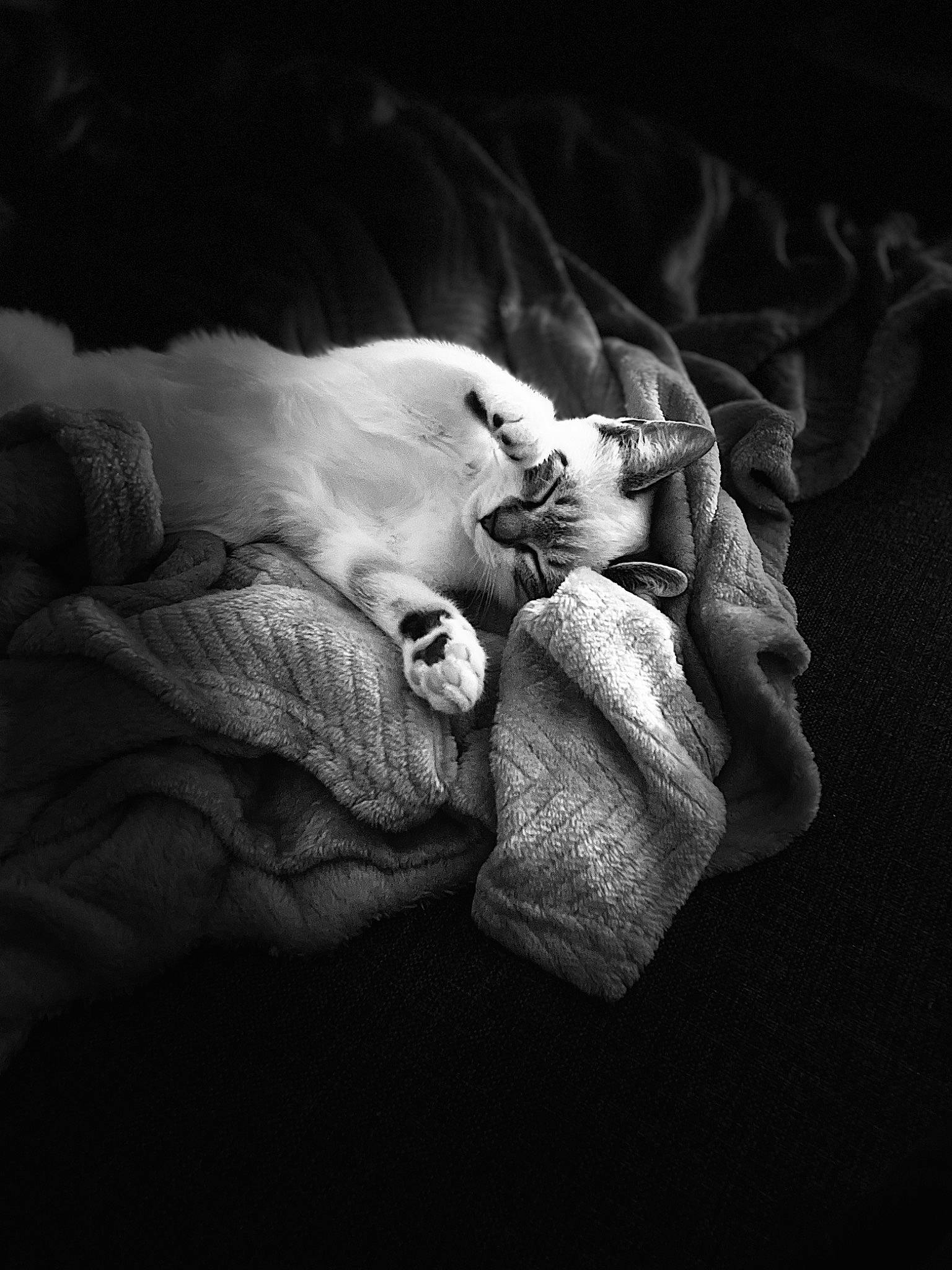 Rosa a rejoint le concours — aidez-le/la à gagner de superbes lots ! baby, bedtime, comfort, darkness, eye, eyelash, flash_photography, gesture, grey, happy, head, human_body, monochrome, monochrome_photography, nail, nap, rock, still_life_photography, toddler, wrinkle