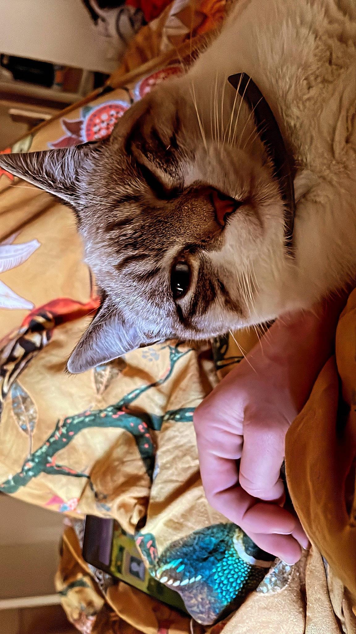 Rosa a rejoint le concours — aidez-le/la à gagner de superbes lots ! canidae, carnivore, cat, claw, close_up, comfort, domestic_short_haired_cat, fashion_accessory, fawn, felidae, fur, linens, pattern, paw, plant, small_to_medium_sized_cats, snout, whiskers, wildlife, wrinkle