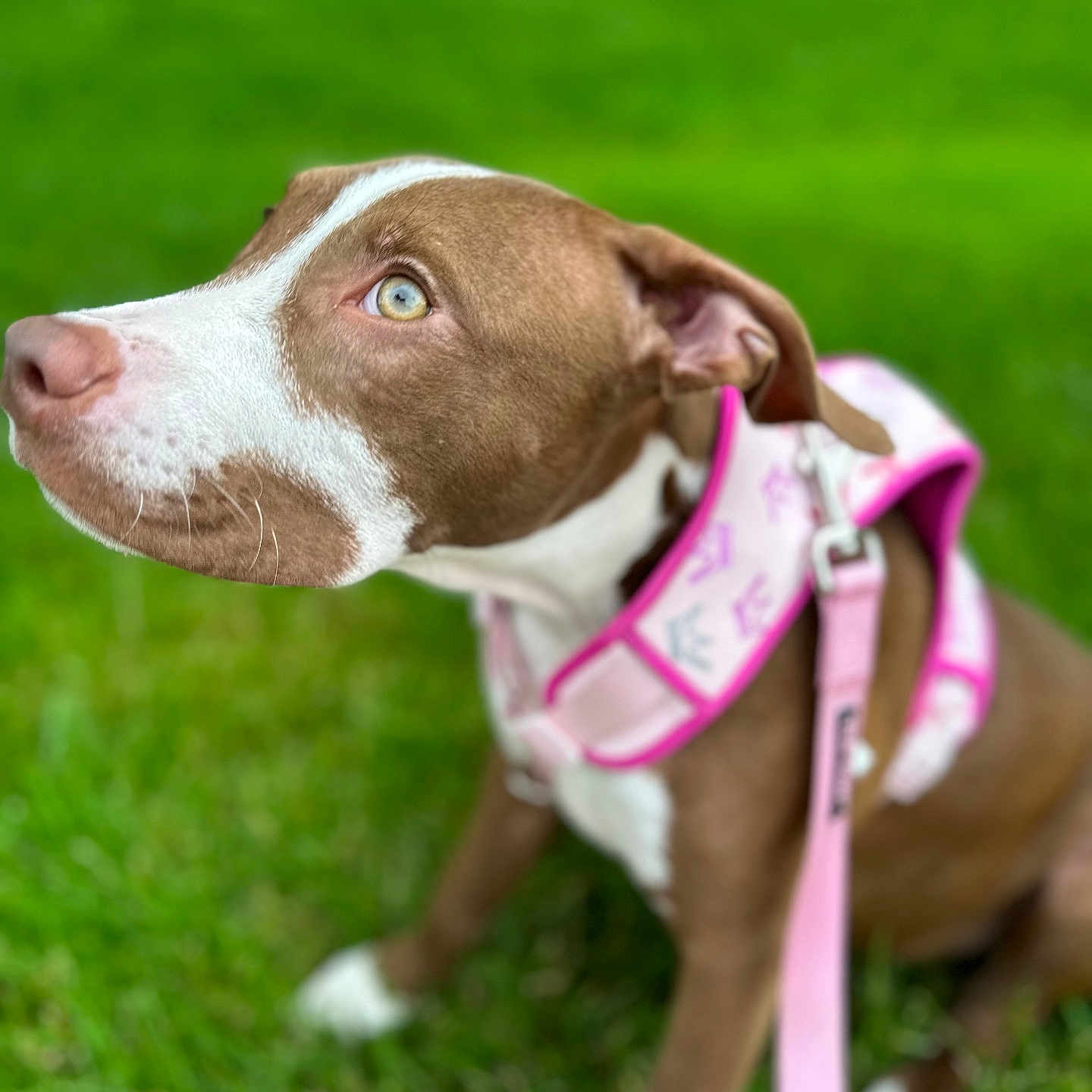Princess joined the competition — help win amazing prizes! animal, attentive, brown_and_white, canine, closeup, cute, daylight, dog, ears, eyes, grass, leash, muzzle, nature, outdoor, pet, pink_harness, portrait, sitting, young_dog