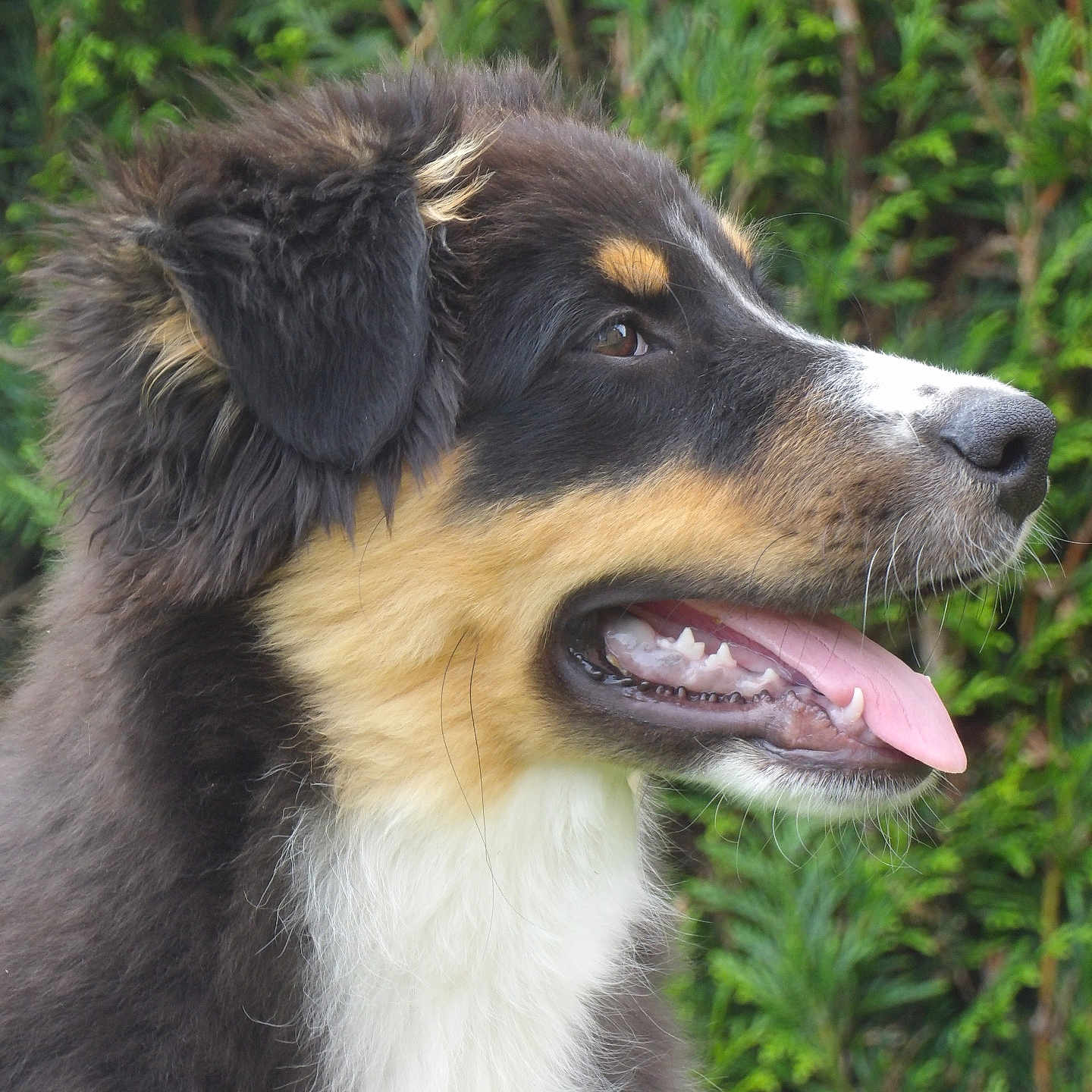 Appy a rejoint le concours — aidez-le/la à gagner de superbes lots ! animal, canine, close_up, cute, dog, ears, fluffy, fur, greenery, happy, muzzle, nature, outdoor, pet, portrait, puppy, side_profile, snout, tongue_out, young