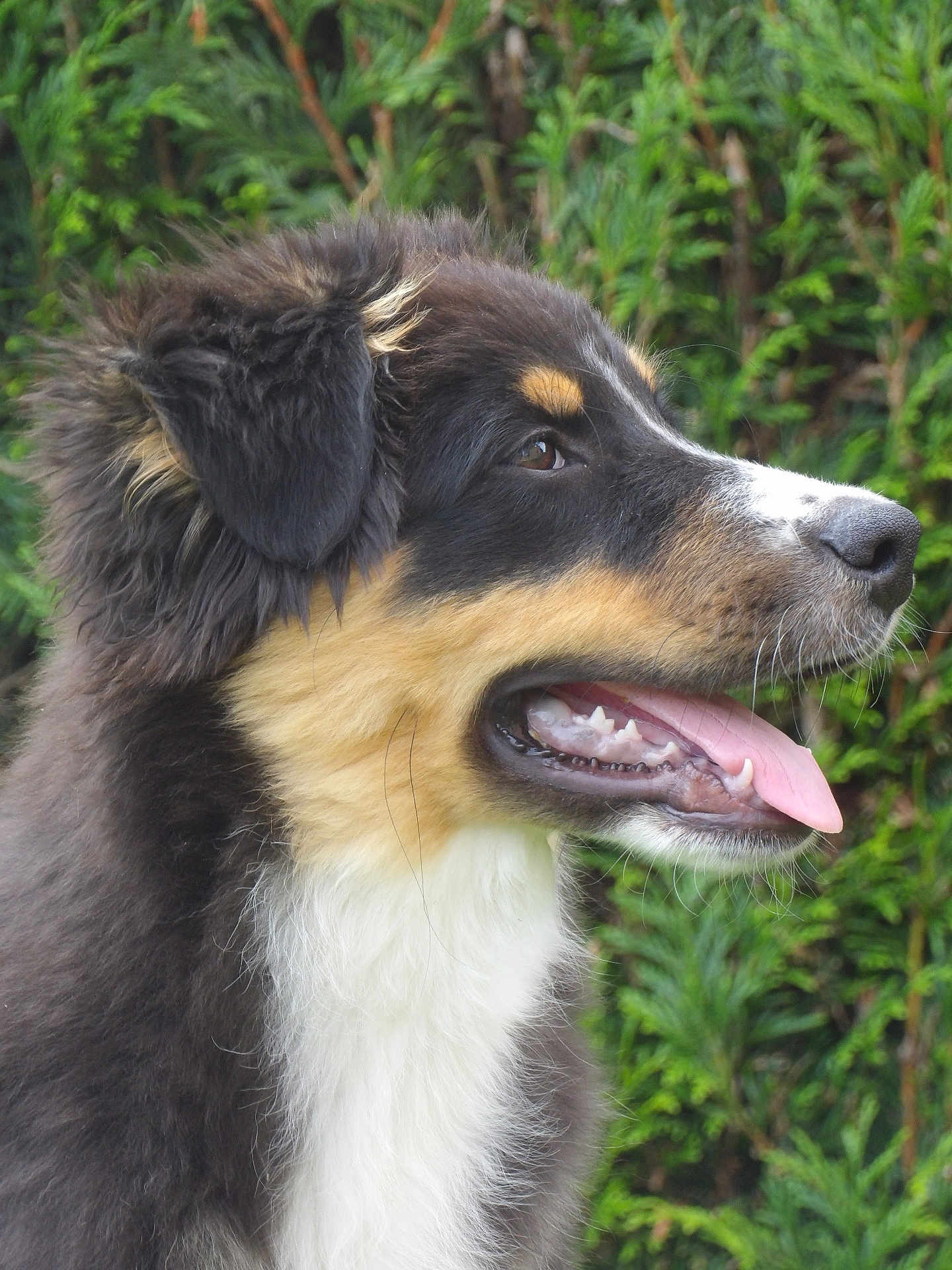 Appy a rejoint le concours — aidez-le/la à gagner de superbes lots ! dog, puppy, animal, pet, tongue_out, fur, side_profile, close_up, outdoor, greenery, nature, happy, cute, canine, muzzle, ears, snout, young, fluffy, portrait