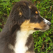 Appy participe au concours pour gagner de l'argent avec cette photo : dog, puppy, tricolor, fur, outdoor, greenery, bush, side_profile, curious, animal, pet, nature, mammal, canine, young, fluffy, ears, snout, whiskers, cute