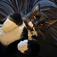 Bugg is registered to the contest to win money with this photo: cat, tuxedo_cat, black_and_white, pet, feline, relaxed, close_up, whiskers, paws, collar, bell, indoor, lap, cozy, fur, cute, animal, resting, soft, domestic_cat