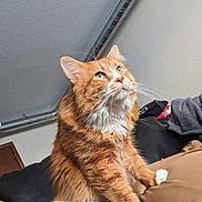 Parker joined the competition — help win amazing prizes! blanket, cat, ceiling, close_up, domestic_animal, duct, fur, ginger_cat, green_eyes, human_partial, indoor, looking_up, orange_fur, paws, pet, portrait, relaxed, sofa, whiskers, white_chest