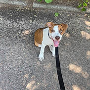 Rio a rejoint le concours — aidez-le/la à gagner de superbes lots ! dog, puppy, leash, pavement, sidewalk, greenery, plants, leafy, brown_and_white, tongue_out, sitting, outdoor, sunlight, shadow, pet, cute, animal, young_dog, happy, nature