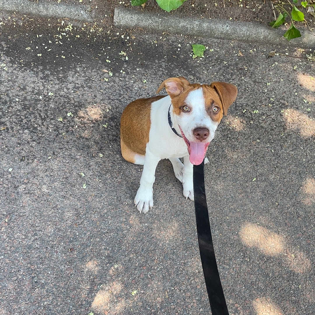 Rio a rejoint le concours — aidez-le/la à gagner de superbes lots ! dog, puppy, leash, pavement, sidewalk, greenery, plants, leafy, brown_and_white, tongue_out, sitting, outdoor, sunlight, shadow, pet, cute, animal, young_dog, happy, nature