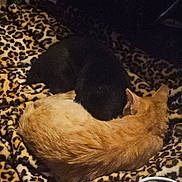 Ozzy And Dave joined the competition — help win amazing prizes! cat, black_cat, orange_cat, animal, pet, sleeping, resting, cozy, blanket, leopard_print, fur, indoor, home, cute, companion, relaxation, domestic, mammal, two_animals, curled_up