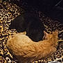 cat, black_cat, orange_cat, animal, pet, sleeping, resting, cozy, blanket, leopard_print, fur, indoor, home, cute, companion, relaxation, domestic, mammal, two_animals, curled_up