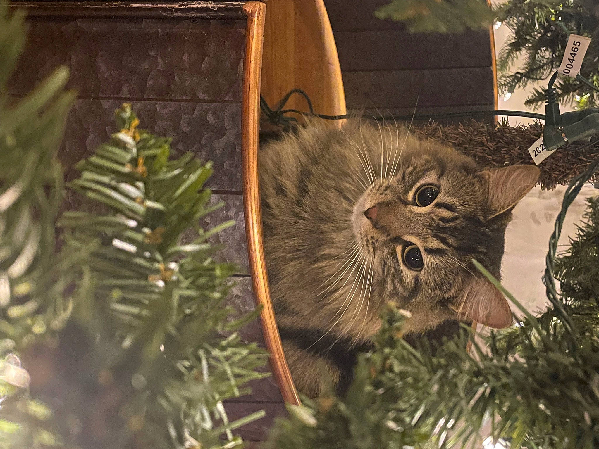 Jeff is registered to the contest to win money with this photo: carnivore, cat, christmas_decoration, christmas_ornament, christmas_tree, event, evergreen, fawn, felidae, holiday, holiday_ornament, organism, ornament, plant, small_to_medium_sized_cats, terrestrial_plant, tree, twig, whiskers, wood