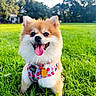 animal, canine, cute, daylight, dog, fluffy, grass, greenery, happy, harness, nature, outdoor, park, pet, playful, pomeranian, small_dog, smiling, sunlight, tongue_out