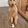 dog, golden_doodle, doodle, pet, indoor, laminate_floor, wooden_cabinet, ceramic_toy, bunny_toy, paws, curly_fur, brown_fur, portrait, sitting, eyes, nose, home_interior, furniture, door, obedient