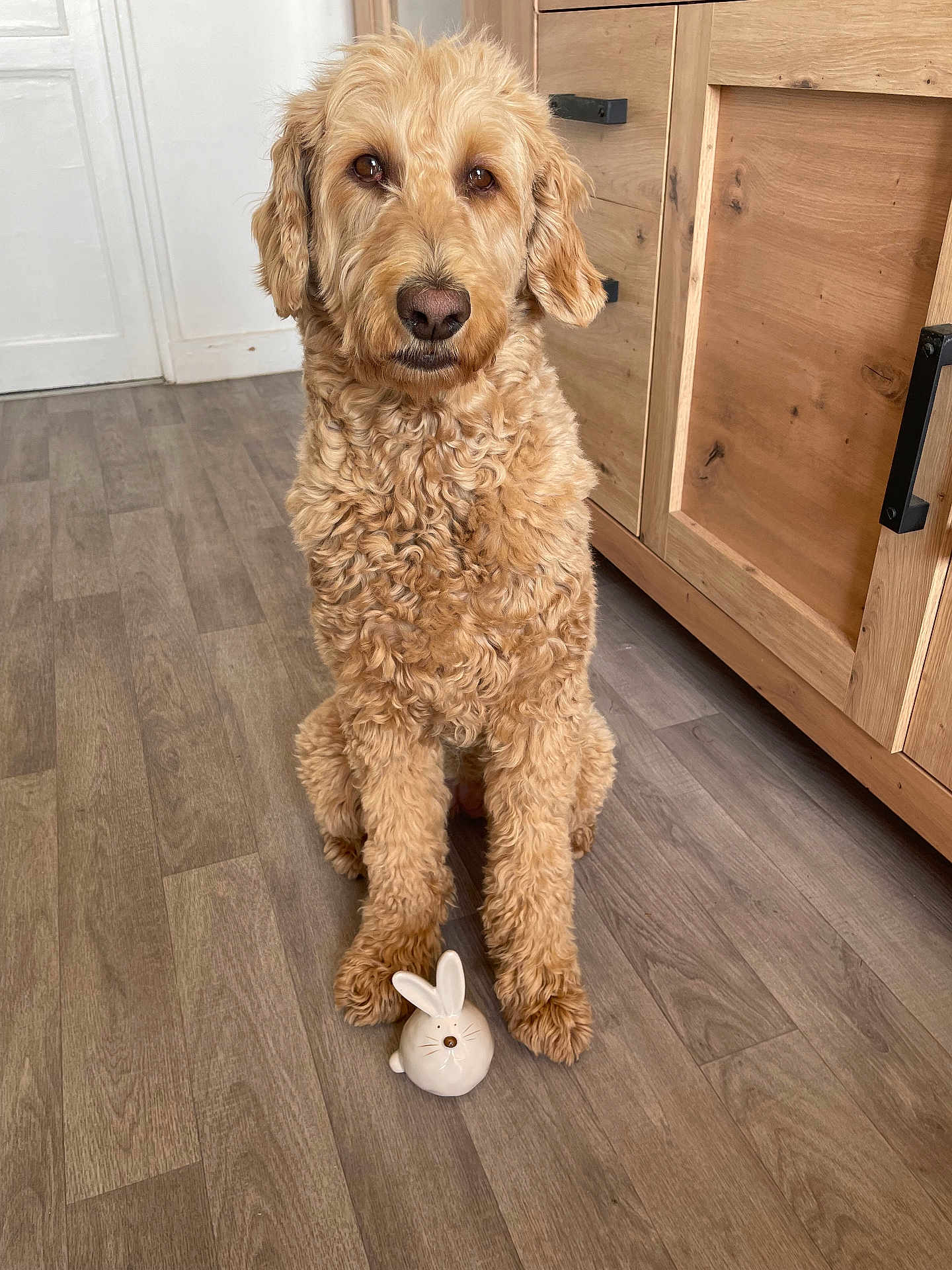 Cataleya participe au concours pour gagner de l'argent avec cette photo : dog, golden_doodle, doodle, pet, indoor, laminate_floor, wooden_cabinet, ceramic_toy, bunny_toy, paws, curly_fur, brown_fur, portrait, sitting, eyes, nose, home_interior, furniture, door, obedient