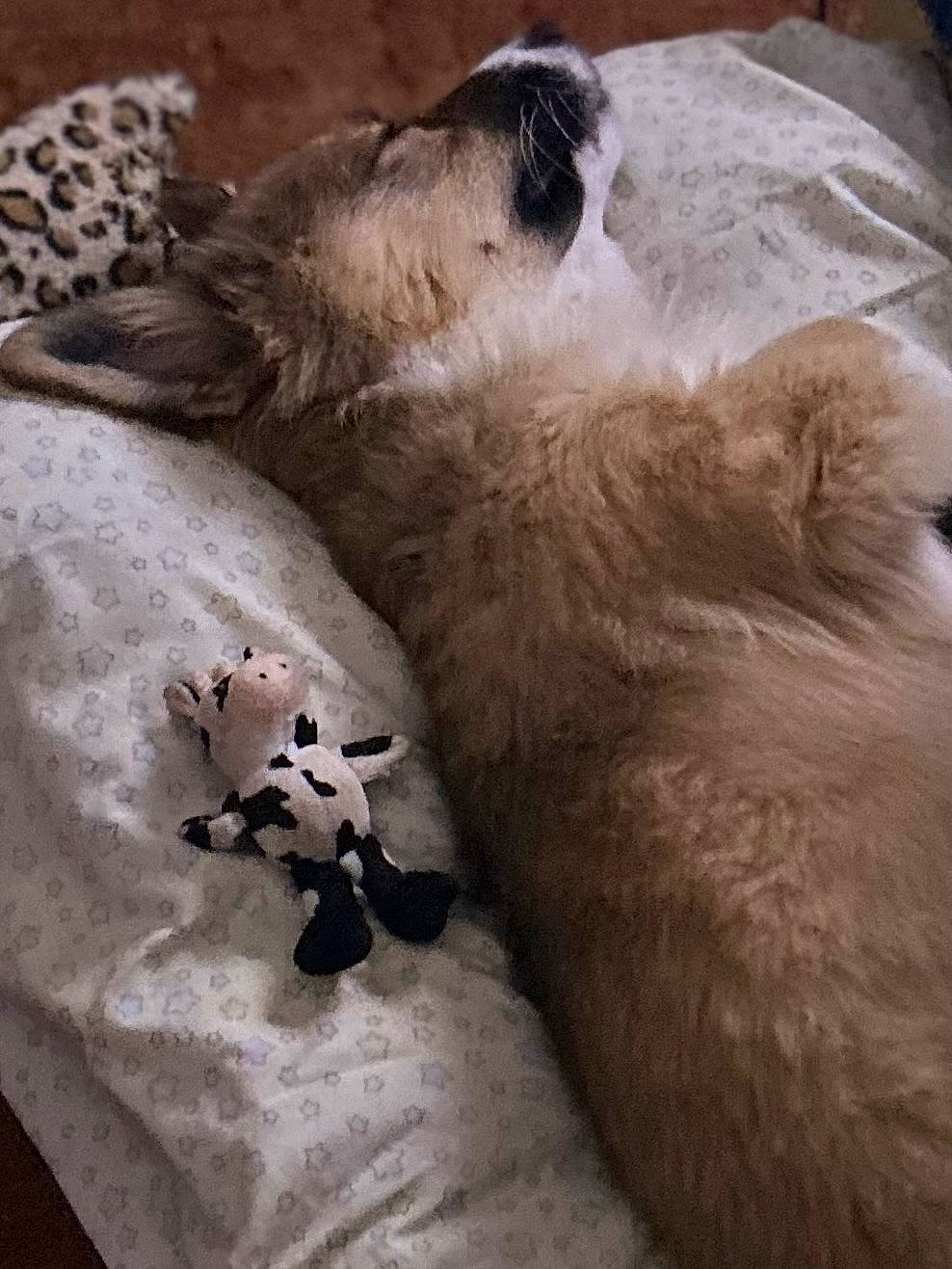 Robi Mac joined the competition — help win amazing prizes! canidae, carnivore, comfort, companion_dog, dog, dog_breed, fawn, felidae, fur, grey, linens, nap, paw, small_to_medium_sized_cats, snout, sporting_group, tail, terrestrial_animal, whiskers, working_animal