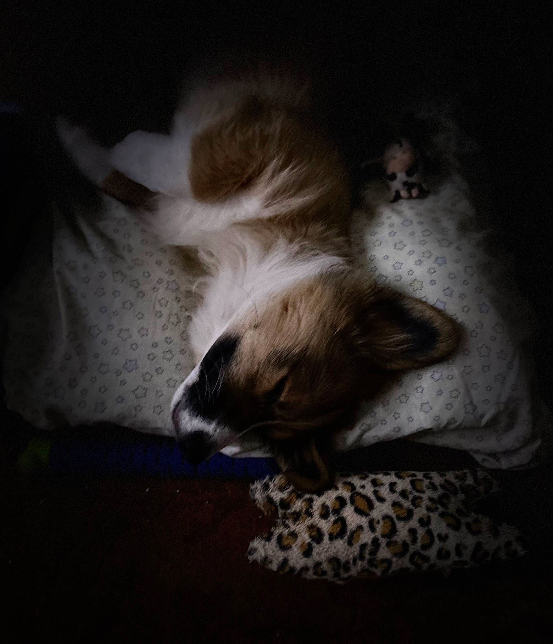 Robi Mac joined the competition — help win amazing prizes! carnivore, comfort, companion_dog, darkness, dog_breed, fawn, felidae, flooring, foot, fur, grey, hardwood, linens, nap, paw, small_to_medium_sized_cats, tail, terrestrial_animal, toy_dog, whiskers