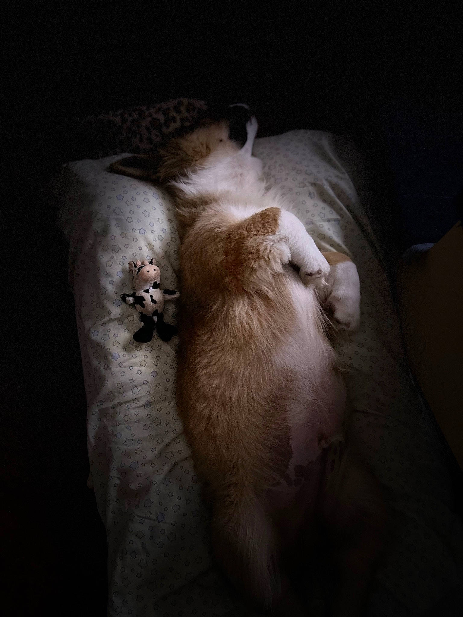 Robi Mac joined the competition — help win amazing prizes! bed, carnivore, cat, comfort, companion_dog, darkness, dog_breed, domestic_short_haired_cat, felidae, fur, hardwood, linens, nap, paw, room, small_to_medium_sized_cats, tail, toy_dog, whiskers, wood