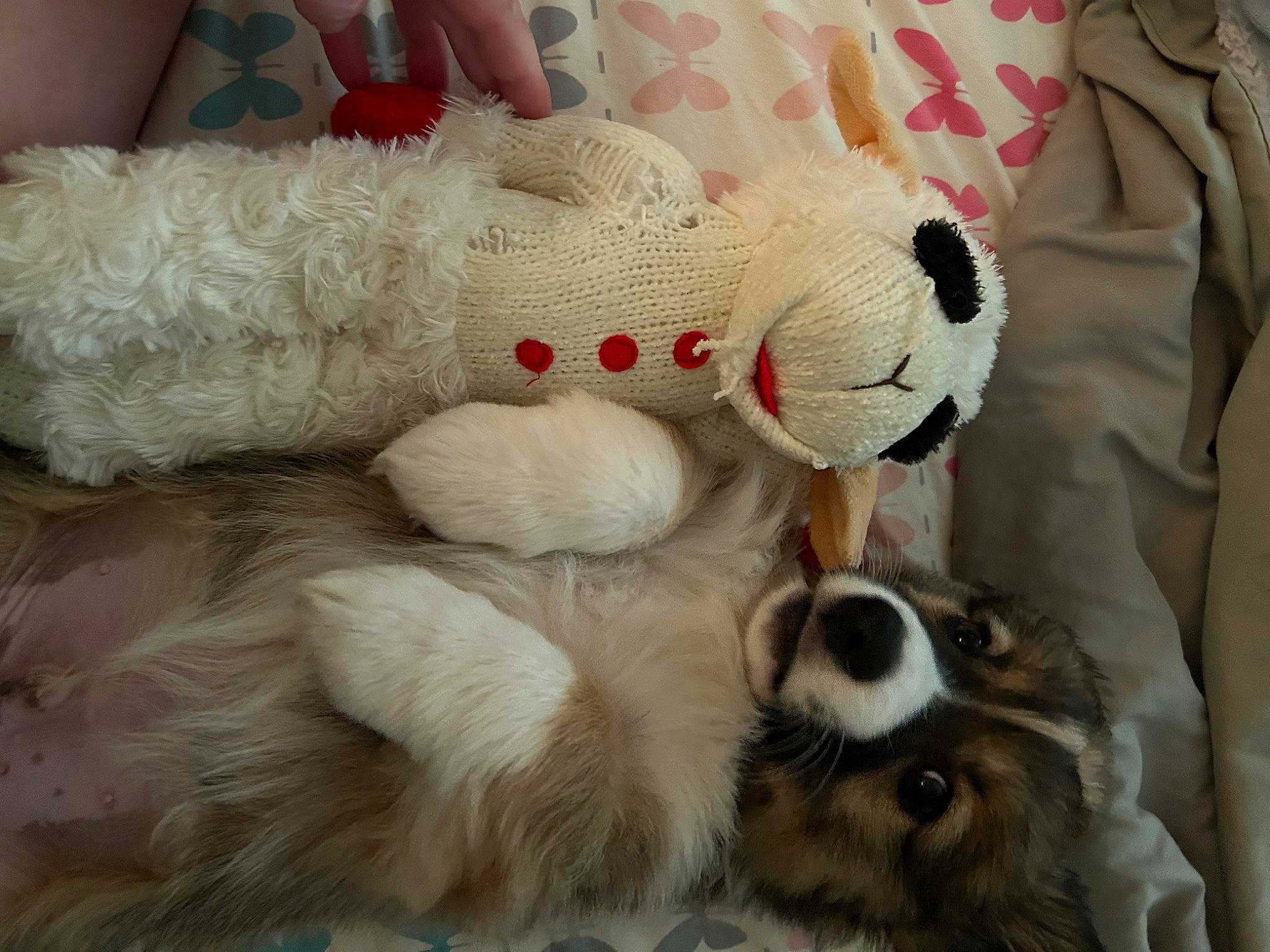 Robi Mac joined the competition — help win amazing prizes! art, carmine, carnivore, comfort, companion_dog, creative_arts, fawn, felidae, fur, linens, paw, plush, stuffed_toy, tail, terrestrial_animal, toy, whiskers, white, wool, woolen