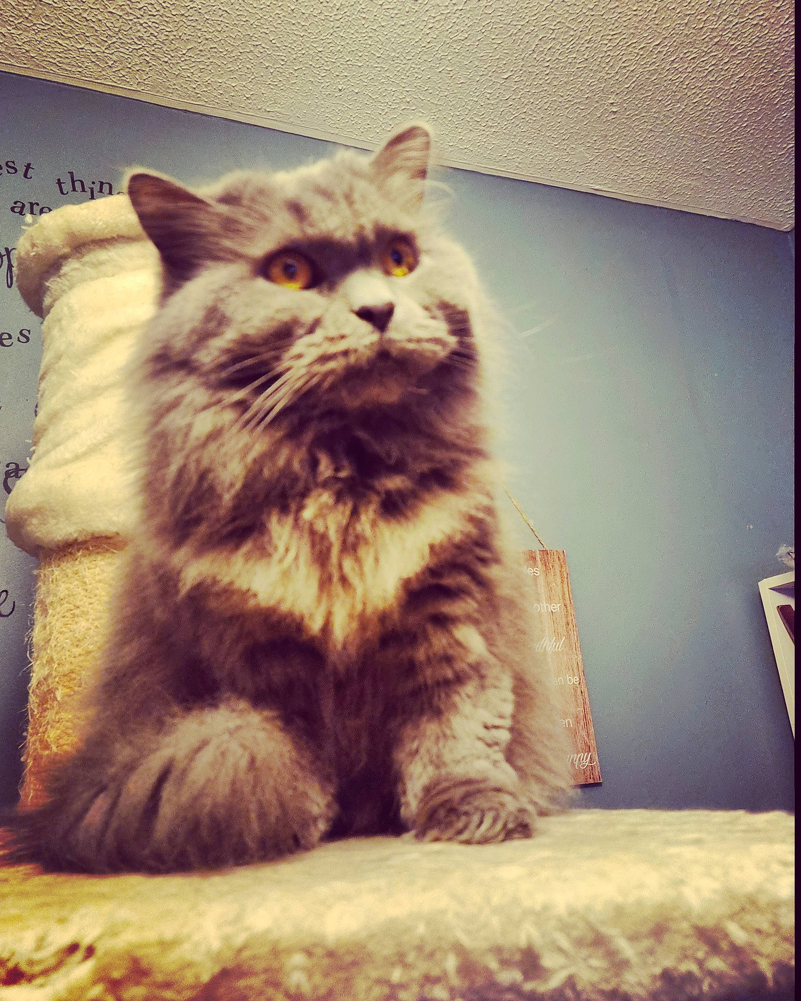 Hattie joined the competition — help win amazing prizes! box, british_longhair, carnivore, cat, chair, cloud, comfort, domestic_short_haired_cat, felidae, fur, grey, maine_coon, paw, plant, sky, small_to_medium_sized_cats, snout, tail, tree, whiskers