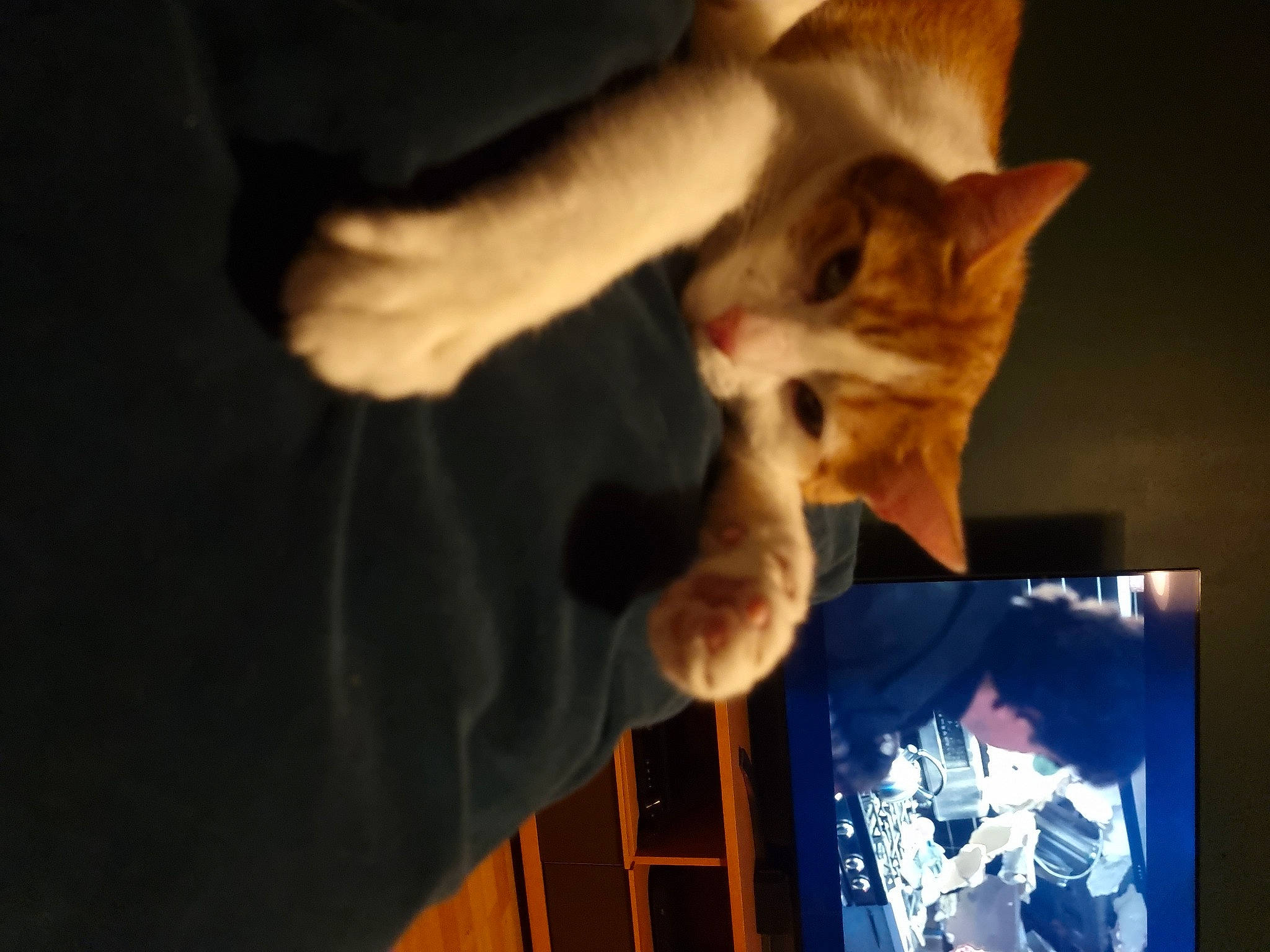 Timone joined the competition — help win amazing prizes! carnivore, cat, companion_dog, darkness, display_device, dog_breed, domestic_short_haired_cat, ear, event, fawn, felidae, fun, fur, gesture, paw, small_to_medium_sized_cats, t_shirt, tail, visual_arts, whiskers