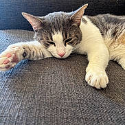 Hector a rejoint le concours — aidez-le/la à gagner de superbes lots ! cat, sleeping, resting, couch, indoor, pet, feline, gray, white, paw, nose, fur, close_up, relaxation, home, cozy, animal, domestic, whiskers, soft