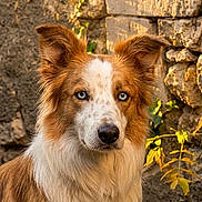 Bingo a rejoint le concours — aidez-le/la à gagner de superbes lots ! dog, border_collie, blue_eyes, fur, portrait, outdoor, stone_wall, sunlight, animal, pet, ears, face, canine, nature, brown, white, alert, looking_at_camera, texture, background