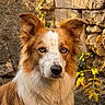 dog, border_collie, blue_eyes, fur, portrait, outdoor, stone_wall, sunlight, animal, pet, ears, face, canine, nature, brown, white, alert, looking_at_camera, texture, background