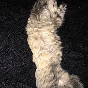 Galleta is registered to the contest to win money with this photo: