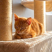 Vortex participe au concours pour gagner de l'argent avec cette photo : cat, ginger_cat, sleeping, cat_tree, scratching_post, plush, indoor, sunlight, pet, feline, cozy, relaxed, fur, animal, resting, closeup, cute, warm_light, home, quiet