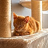 cat, ginger_cat, sleeping, cat_tree, scratching_post, plush, indoor, sunlight, pet, feline, cozy, relaxed, fur, animal, resting, closeup, cute, warm_light, home, quiet