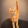 Vortex a rejoint le concours — aidez-le/la à gagner de superbes lots ! cat, kitten, orange_tabby, pet, feline, animal, indoor, couch, curious, alert, tail_up, fur, whiskers, ears, paws, looking_up, cute, domestic_cat, young, portrait