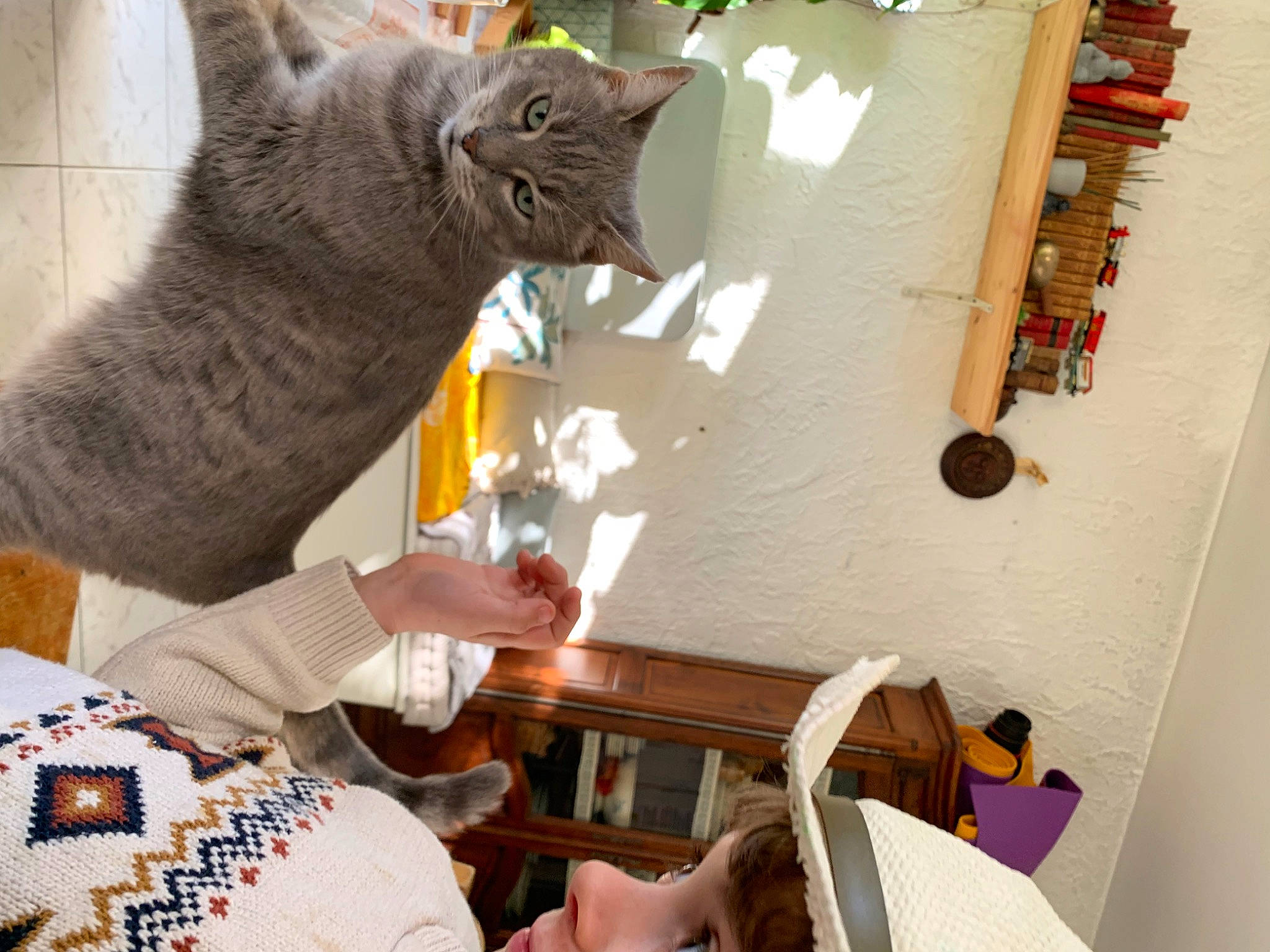 Niky a rejoint le concours — aidez-le/la à gagner de superbes lots ! art, artist, bookcase, carnivore, cat, chair, craft, domestic_short_haired_cat, felidae, fur, room, shelf, small_to_medium_sized_cats, table, tail, tree, visual_arts, whiskers, wood, wool