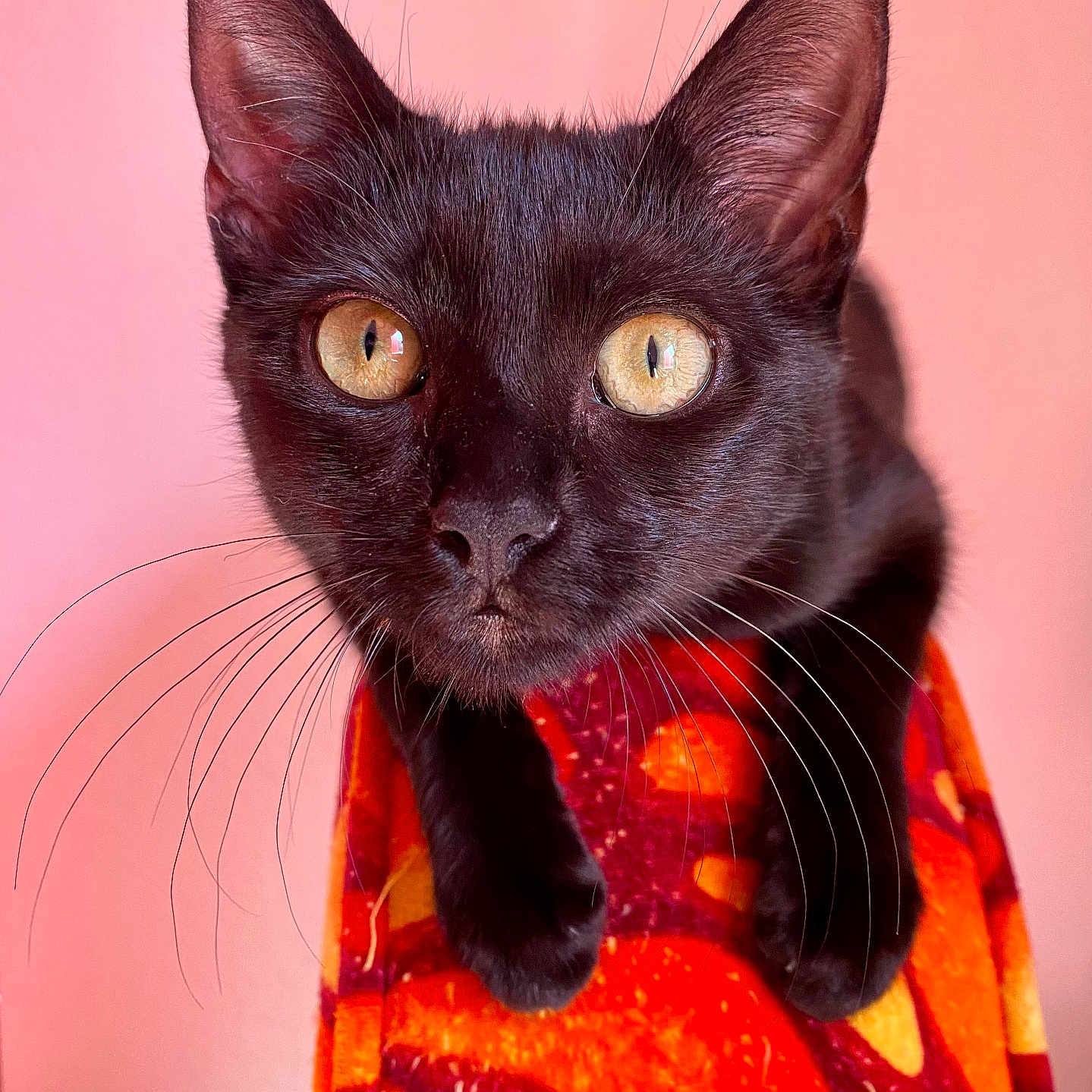 Onyx