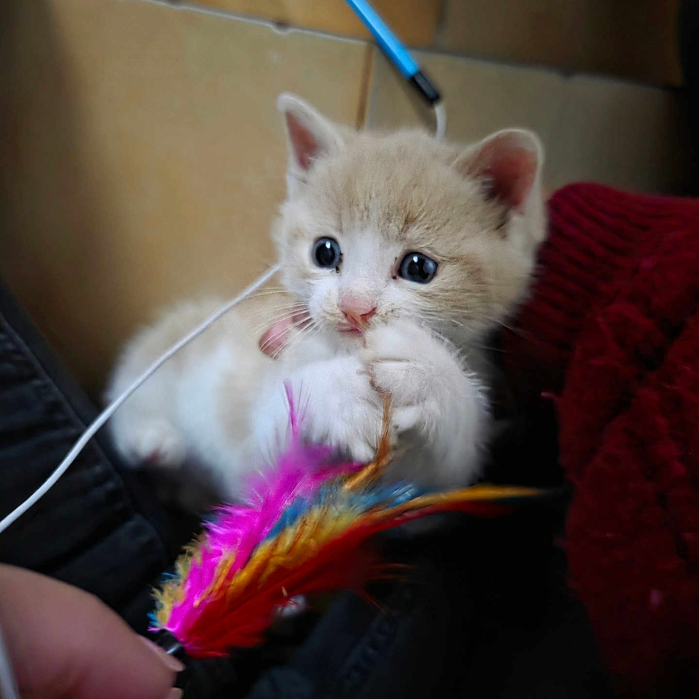 Beurk participe au concours pour gagner de l'argent avec cette photo : adorable, animal, beige, cat, closeup, curious, cute, feather_toy, feline, fluffy, hand, indoor, kitten, paws, pet, playful, soft, toy, white, young