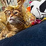 Toby is registered to the contest to win money with this photo: cat, orange_tabby, wig, glasses, costume, indoor, plush_toy, penguin, keys, furniture, couch, closeup, cute, funny, pet, animal, whiskers, curly_hair, relaxing, domestic