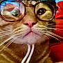 Toby joined the competition — help win amazing prizes! cat, glasses, close_up, orange_cat, hat, whiskers, face, pet, animal, portrait, indoor, feline, cute, accessory, wearing, looking_up, pink_nose, stripes, fur, domestic_cat