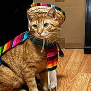 Toby is registered to the contest to win money with this photo: cat, orange_tabby, sombrero, poncho, costume, indoor, wooden_floor, cardboard_box, pet, domestic_cat, colorful, sitting, cute, whiskers, ears, fur, festive, accessory, looking_away, animal