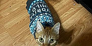 Toby is registered to the contest to win money with this photo: cat, orange_tabby, sweater, pet_clothing, floor, wooden_floor, indoor, looking_up, curious, animal, feline, whiskers, ears, tail, domestic_cat, cute, cozy, patterned_sweater, standing, close_up