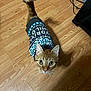 cat, orange_tabby, sweater, pet_clothing, floor, wooden_floor, indoor, looking_up, curious, animal, feline, whiskers, ears, tail, domestic_cat, cute, cozy, patterned_sweater, standing, close_up