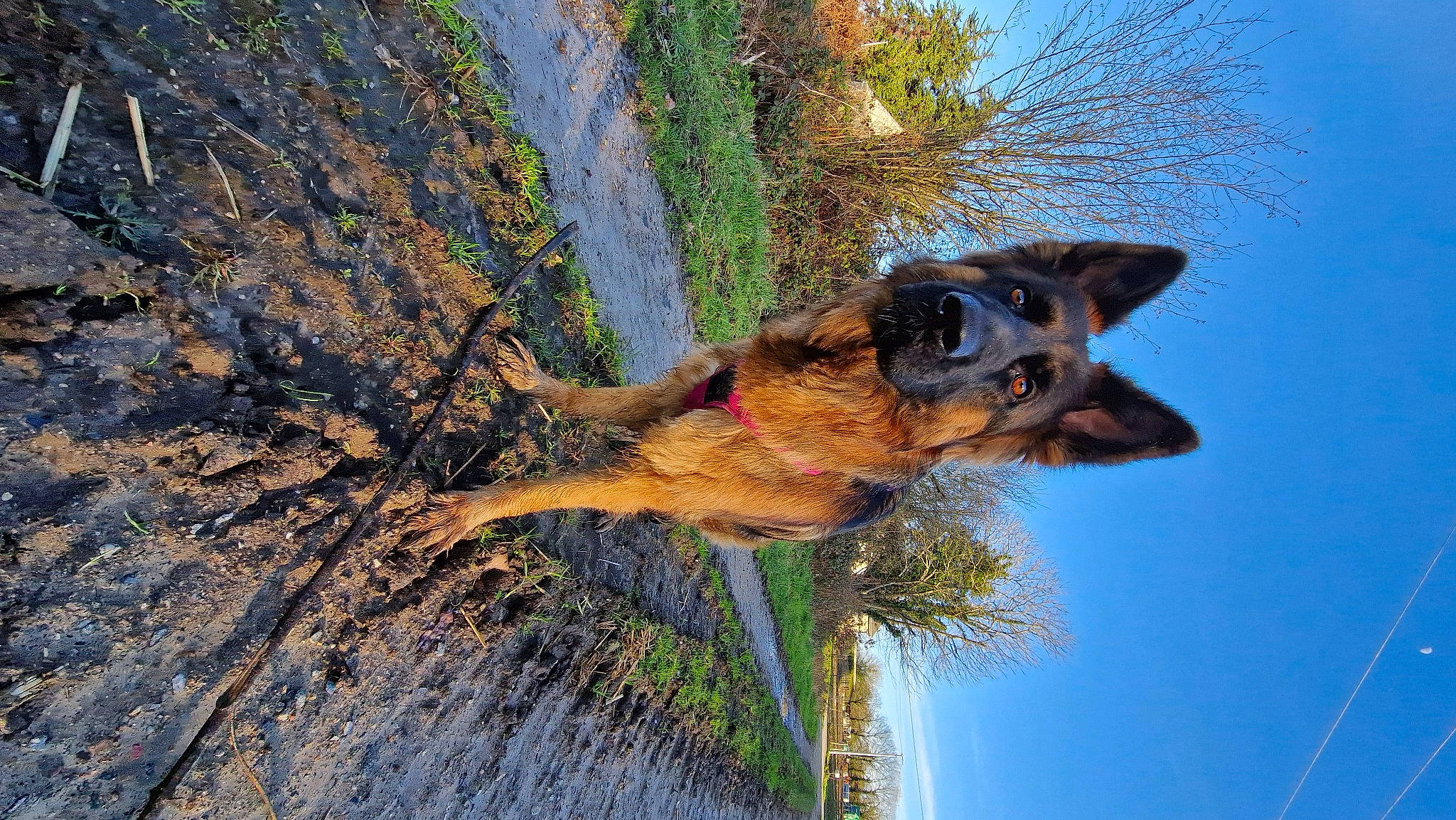 Sherkane a rejoint le concours — aidez-le/la à gagner de superbes lots ! azure, canidae, carnivore, collar, dog, dog_breed, fawn, old_german_shepherd_dog, palm_tree, plant, sky, snout, sporting_group, tree, trunk, twig, water, wildlife, window, wood