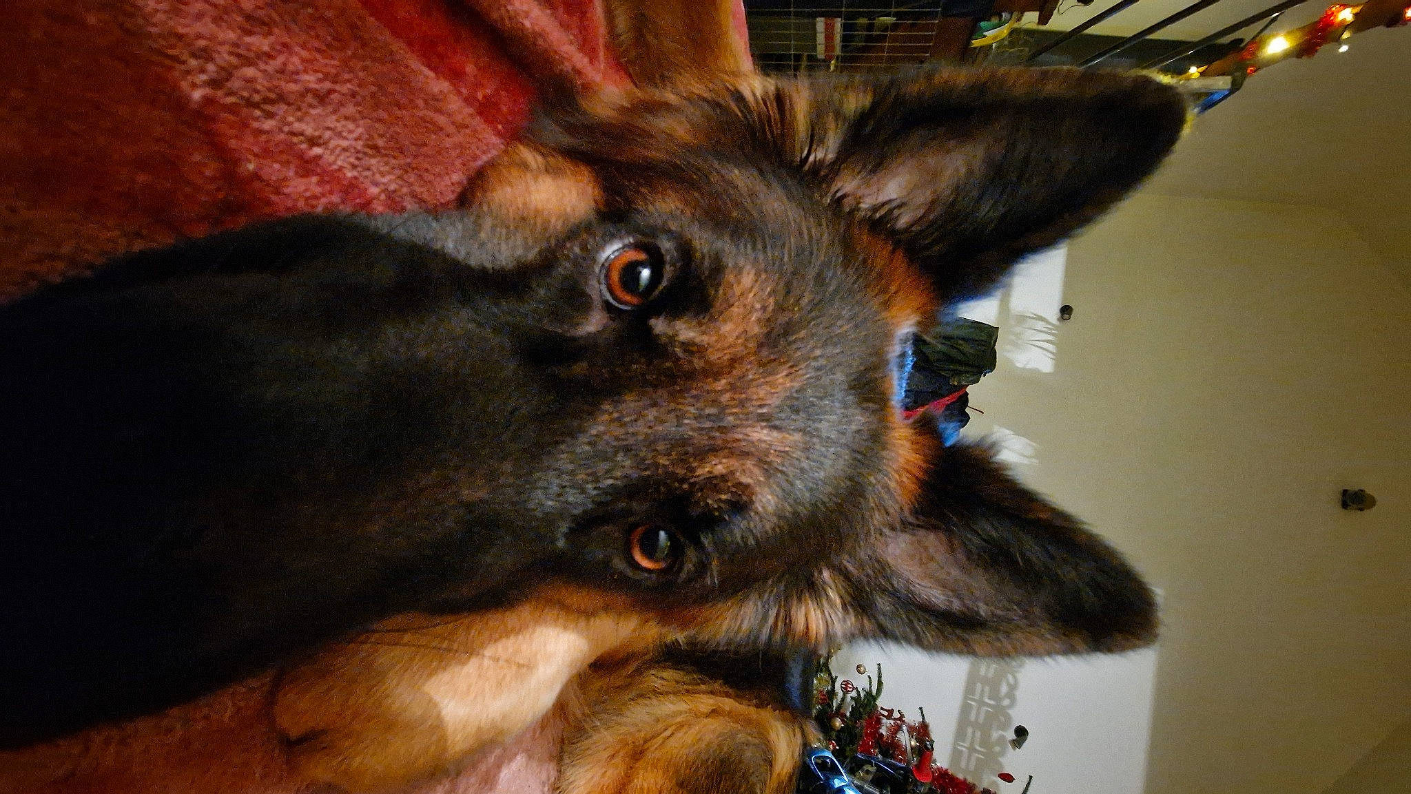 Sherkane participe au concours pour gagner de l'argent avec cette photo : canidae, carnivore, collar, companion_dog, dobermann, dog, dog_breed, dog_collar, ear, fawn, fur, guard_dog, jaw, liver, paw, snout, sporting_group, whiskers, working_animal, working_dog