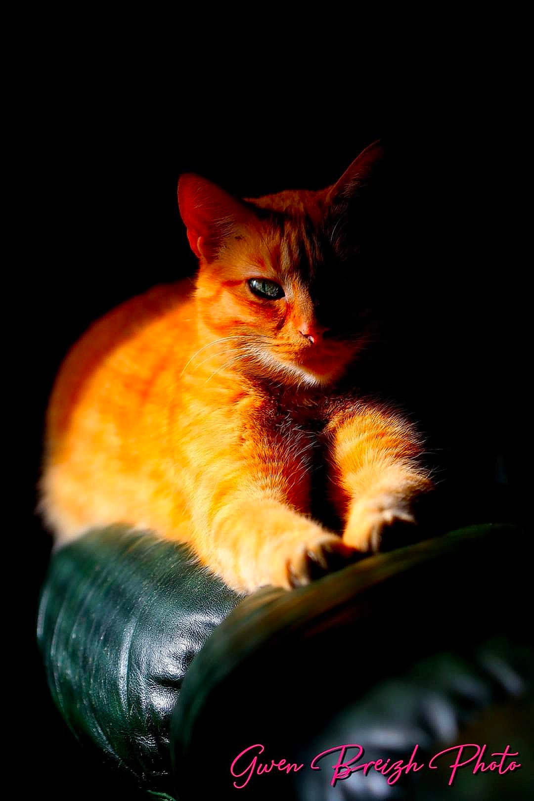 Bidouille a rejoint le concours — aidez-le/la à gagner de superbes lots ! asian, carnivore, cat, chausie, darkness, domestic_short_haired_cat, european_shorthair, fawn, felidae, kitten, night, photo_caption, small_to_medium_sized_cats, tabby_cat, whiskers