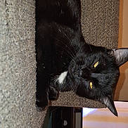 Fritter joined the competition — help win amazing prizes! animal, black_cat, cat, closeup, couch, cozy, domestic_cat, feline, furniture, home, indoor, living_room, pet, relaxed, resting, soft, television, texture, whiskers, yellow_eyes