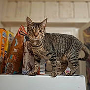 Fred joined the competition — help win amazing prizes! cat, tabby, striped, animal, pet, indoor, food_packages, curious, feline, standing, whiskers, ears, paws, tail, domestic, household, kitchen, blurry_background, closeup, mammal