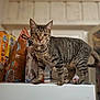cat, tabby, striped, animal, pet, indoor, food_packages, curious, feline, standing, whiskers, ears, paws, tail, domestic, household, kitchen, blurry_background, closeup, mammal
