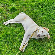 Ukyo participe au concours pour gagner de l'argent avec cette photo : dog, white_dog, grass, leash, outdoor, pet, animal, playful, nature, greenery, canine, summer, happy, lying_down, muzzle, ears, collar, field, daylight, park