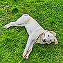 dog, white_dog, grass, leash, outdoor, pet, animal, playful, nature, greenery, canine, summer, happy, lying_down, muzzle, ears, collar, field, daylight, park